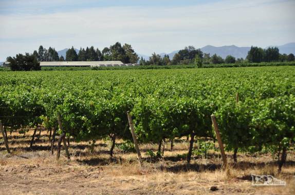Muitos vinhedos no nosso caminho para o litoral, região de Pichilemu, no Chile